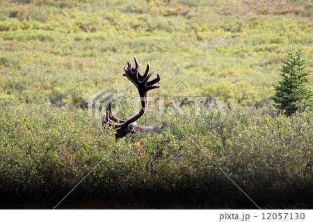 Calibou_トナカイのツノ 12057130