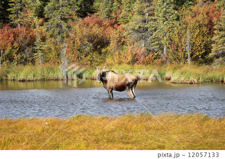 Moose_初秋_ムース（メス） 12057133