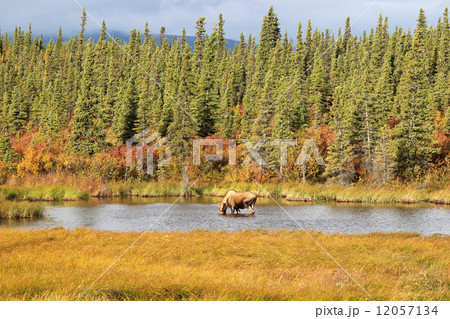 Moose_初秋_ムース（メス） 12057134