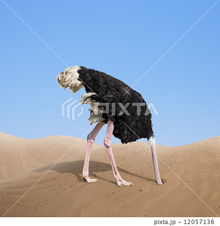 scared ostrich burying its head in sand concept 12057136
