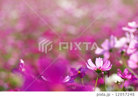 秋の色　コスモス畑 12057248