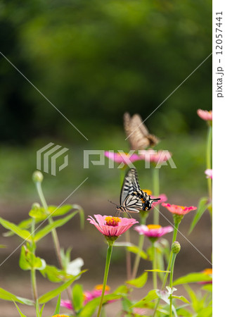 百日草の花とアゲハチョウ 昆虫の写真素材 百日草の花とアゲハチョウ 昆虫の写真素材 12057441