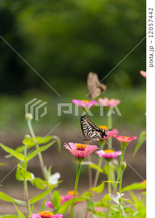 百日草の花とアゲハチョウ 昆虫の写真素材 百日草の花とアゲハチョウ 昆虫の写真素材 12057442