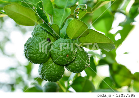Kaffir Lime 12057598