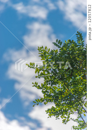 青空と緑の木々　自然風景の写真素材 12057812