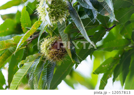 毬から顔を出した艶やかな栗 自然風景の写真素材 毬から顔を出した艶やかな栗 自然風景の写真素材 12057813