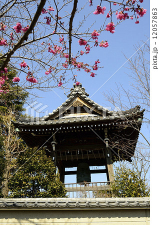 68529　ヒカンザクラ 12057863