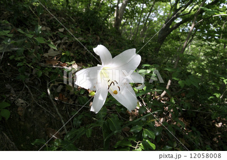 ささゆり 12058008