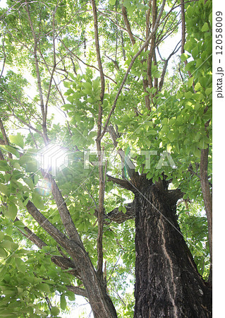 新緑 新緑 12058009