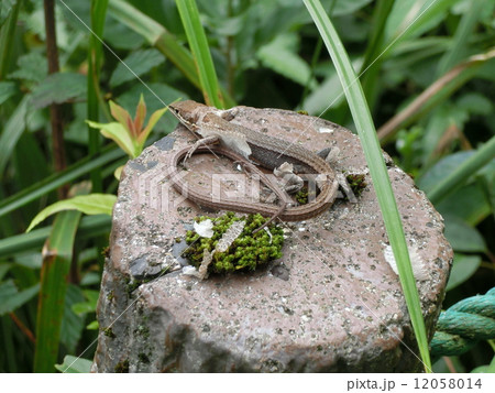 トカゲの脱皮 12058014