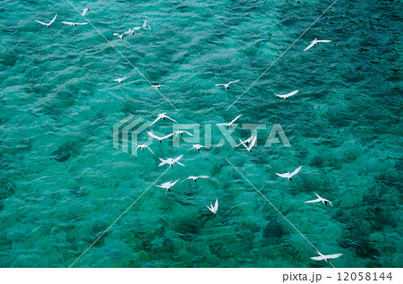 エメラルドグリーンの海に群れ飛ぶ白い鳥たち エメラルドグリーン 海 鳥 白の写真素材