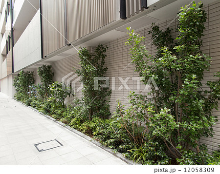 マンションの植栽 12058309