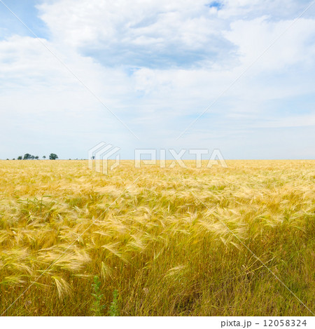 wheat field and blue sky 12058324