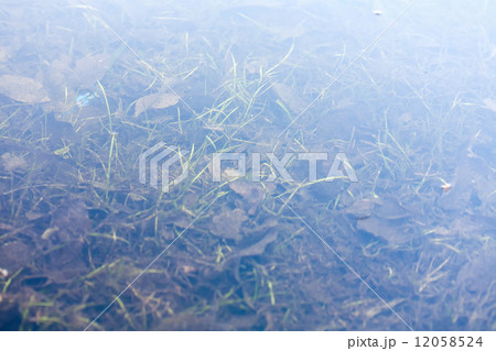 grass and plants submerged in clear water 12058524