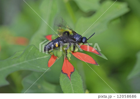 キオビツチバチ（黄帯土蜂） 12058686