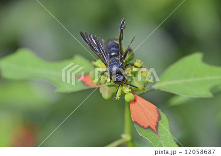 キオビツチバチ(黄帯土蜂) キオビツチバチ(黄帯土蜂) 12058687