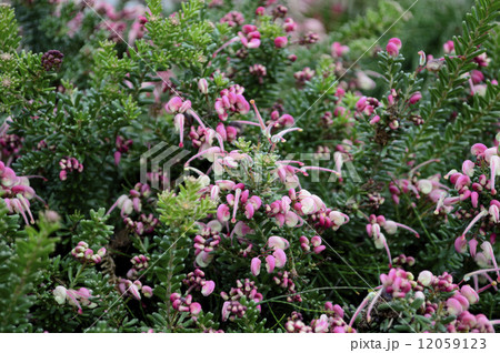 68641 グレビレア 68641 グレビレア 12059123