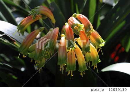 68660 クンシラン 68660 クンシラン 12059139