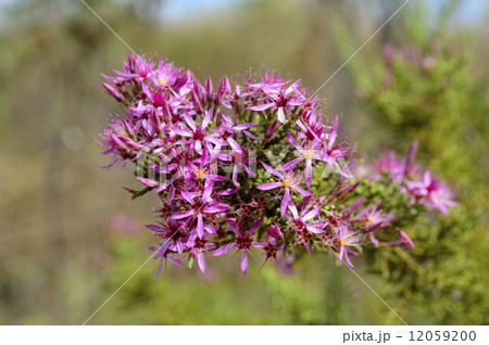 68684　カリトリクス 12059200