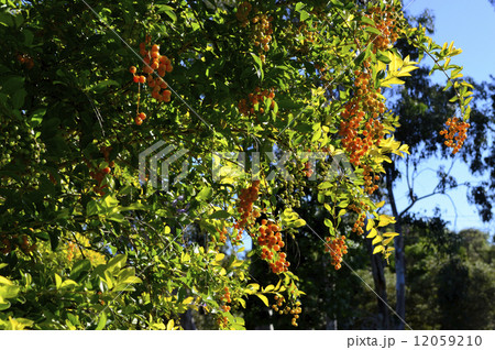 68710　デュランタ 12059210