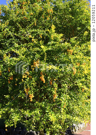 68711　デュランタ 12059211