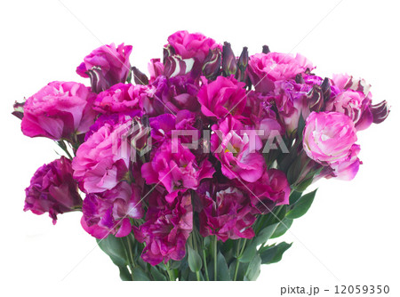 bunch of  mauve eustoma flowers 12059350