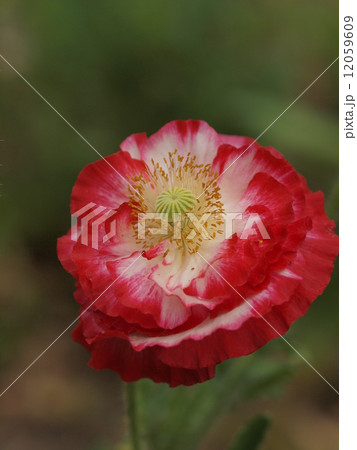 ポピーの花 ポピーの花 12059609