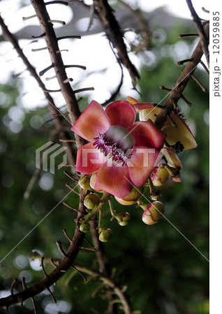 68843　ホウガンノキ 12059885