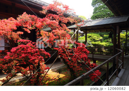 京都 妙心寺 大心院のキリシマツツジの写真素材 1600