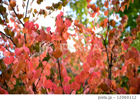 ヤマウルシ_01 12060112