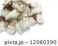 綿 12060390