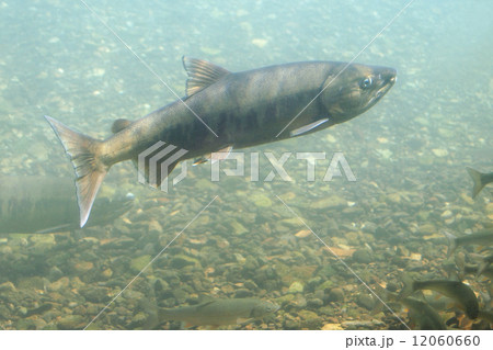 千歳川のサケ 千歳サケのふるさと館 の写真素材