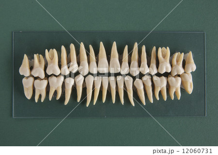 歯列模型 12060731