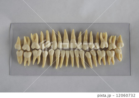 歯列模型白背景 12060732