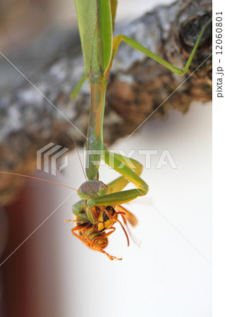 キイロスズメバチを捕食するカマキリ キイロスズメバチを捕食するカマキリ 12060801