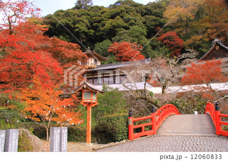 瀧安寺鳳凰閣　瑞雲橋（箕面）の紅葉 12060833