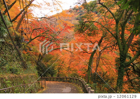 箕面公園(大阪)一目千本付近の紅葉 箕面公園(大阪)一目千本付近の紅葉 12061129