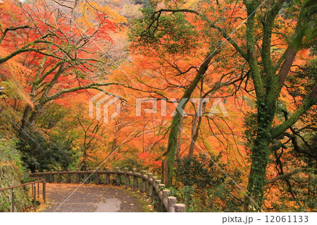 箕面公園（大阪）一目千本付近の紅葉 12061133