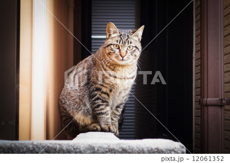 猫 12061352