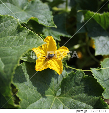 Bee pollinated cucumber flower 12061354