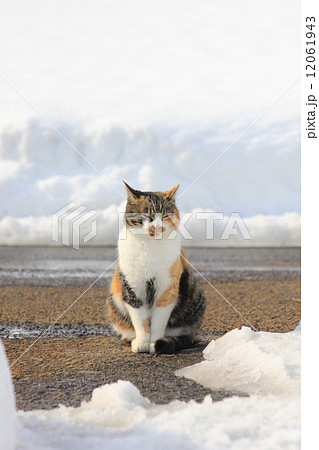 雪の壁の前に座る三毛猫の写真素材