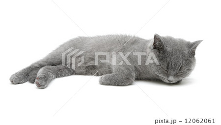 gray kitten sleeping on a white background gray kitten sleeping on a white background 12062061