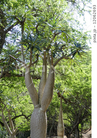 68898 アアソウカイ 68898 アアソウカイ 12062693