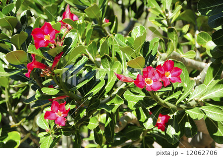 68916 デザートローズ 68916 デザートローズ 12062706