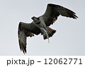 鰡を吊るオスプレイ 12062771