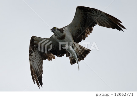 鰡を吊るオスプレイ 12062771