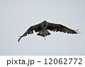 鰡を吊るオスプレイ 12062772