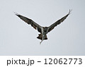 鰡を吊るオスプレイ 12062773