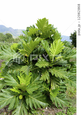 68966 パンノキ 68966 パンノキ 12062868