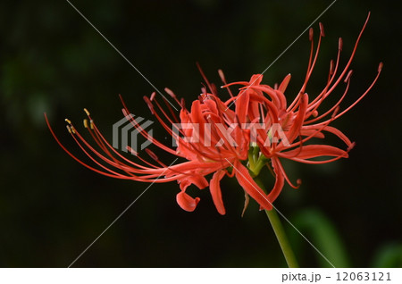 八王子市　鑓水　絹の道周辺の９月は 12063121